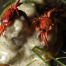 Thumbnail image for Asian Shore Crab