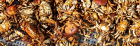 Thumbnail image for Invasive Crabs Have Taken Over New England. One Solution? Eat Them.