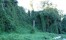 Kudzu strangling trees in Atlanta, Georgia