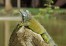 800px-Iguana_iguana_Portoviejo_04