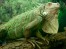Figure1-GreenIguana-2