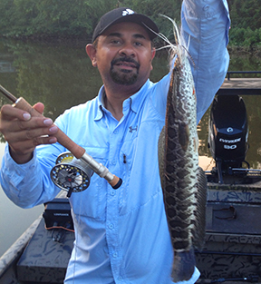 How to Catch Snakeheads