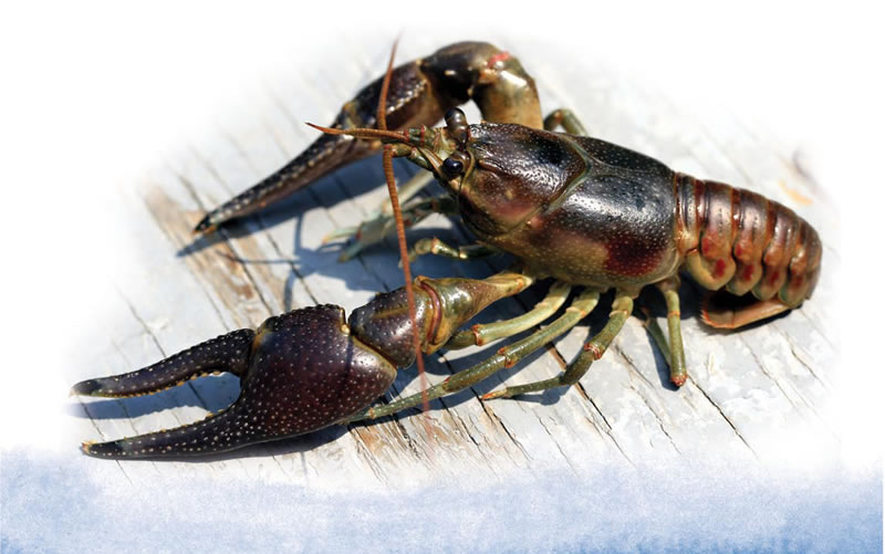 rusty_crayfish-large